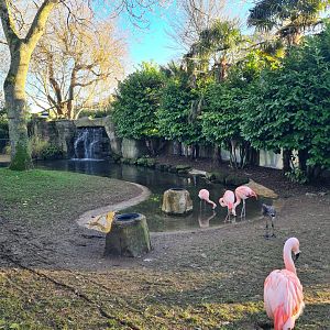 Chilean Flamingo Enclosure, Drusillas Park