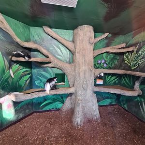 Colobus Indoors, Drusillas Park