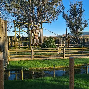 Lemur Walkthrough, Drusillas Park