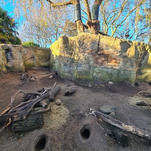 Prairie Dog Enclosure, Drusillas Park