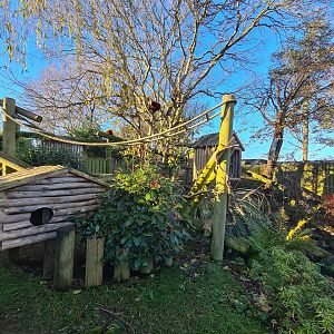 Red Panda Enclosure, Drusillas Park