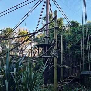 Mixed Species Walkthrough, Drusillas Park