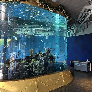 Entry tank (wrapped in holiday colors)