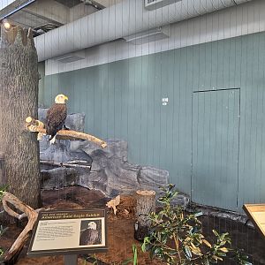 Mountains - Bald eagle