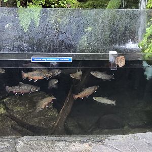 Mountains - brook trout