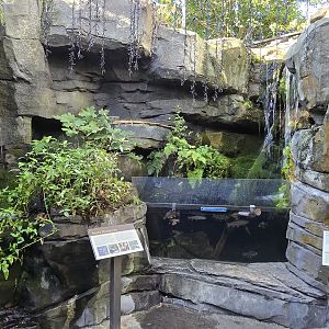 Mountains -  Rocky Streamside