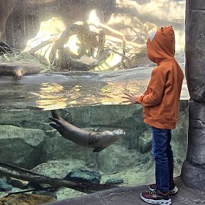 Mountains - North American river otter
