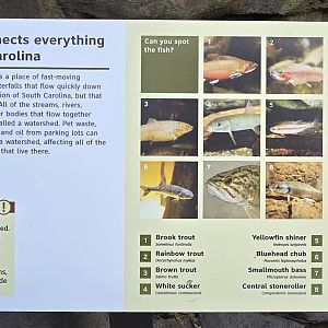 Mountains - trout sign