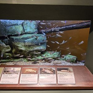 Mountains - Piedmont shoals