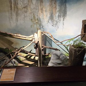 Mountains - Scenic Overlook (American kestral)