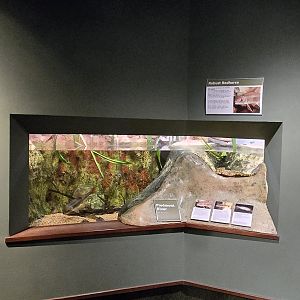 Mountains - Piedmont River