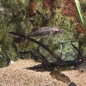Mountains - Bluehead chub
