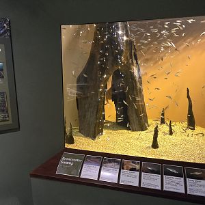 Mountains - Brownwater swamp