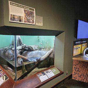 Mountains - Swamp snakes