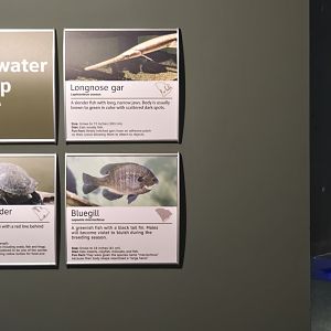 Mountains -  Blackwater swamp sign