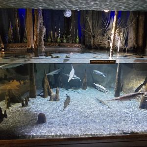 Mountains - Blackwater swamp