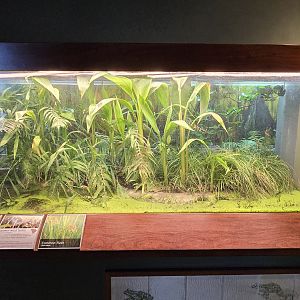 Mountains - Carolina Bay