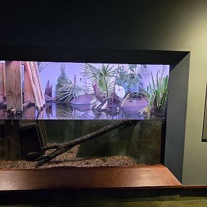 Mountains - Freshwater marsh