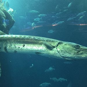 Ocean - Main tank Great barracuda