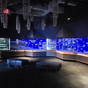 Ocean - Atlantic reefs