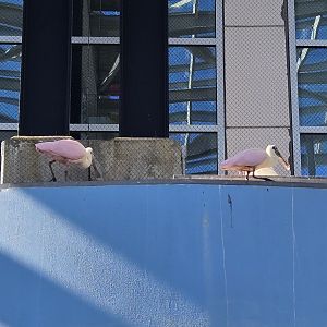 Saltmarsh - Roseate spoonbills