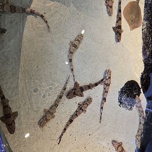 Touch Tank - Chain catshark