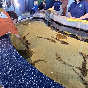 Touch Tank - Chain catshark