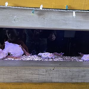 Ocean - Shrimp (Penaeidae)