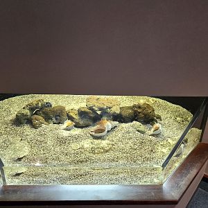 Ocean - Ocellated flounder, common octopus