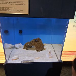 Ocean - Mantis shrimp