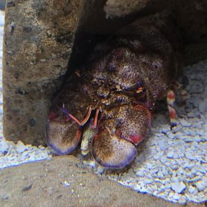 Ocean - Stripe-legged slipper lobster, goldentail morey
