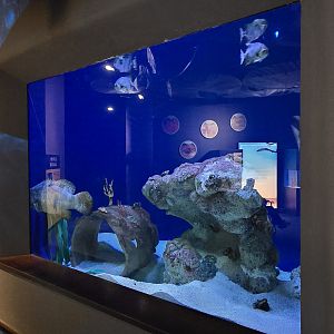 Ocean - Goliath groupers