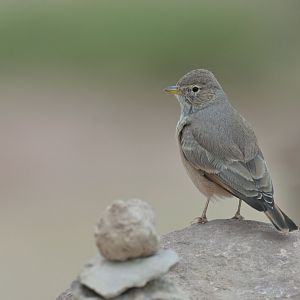 Desert Lark Ammomanes deserti