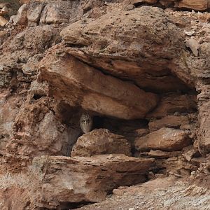 Pharaoh Eagle-Owl Bubo ascalaphus