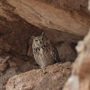 Pharaoh Eagle-Owl Bubo ascalaphus