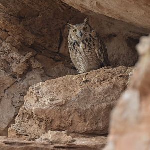 Pharaoh Eagle-Owl Bubo ascalaphus