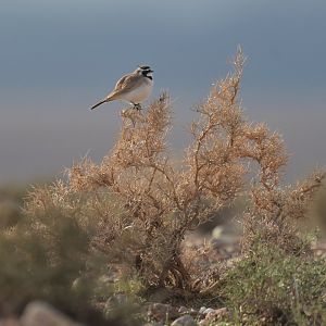 Temminck's Lark Eremophila bilopha