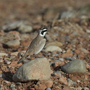 Temminck's Lark Eremophila bilopha
