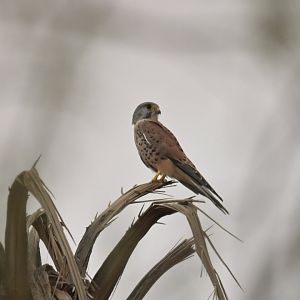 Common Kestrel Falco tinnunculus