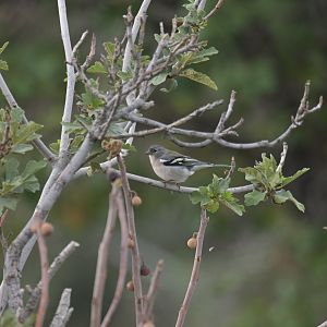 African Chaffinch Fringilla spodiogenys
