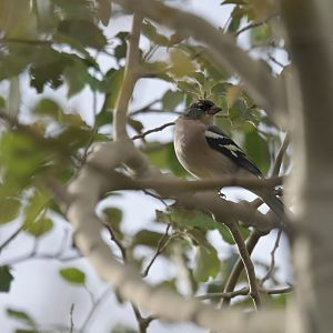 African Chaffinch Fringilla spodiogenys