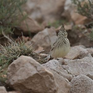 Thekla Lark Galerida theklae