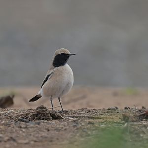 Desert Wheatear Oenanthe deserti