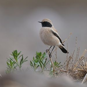 Desert Wheatear Oenanthe deserti