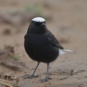 White-tailed Wheatear Oenanthe leucopyga