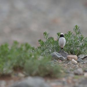 Western Mourning Wheatear Oenanthe halophila