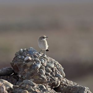 Seebohm's Wheatear Oenanthe seebohmi