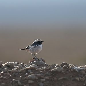 Seebohm's Wheatear Oenanthe seebohmi