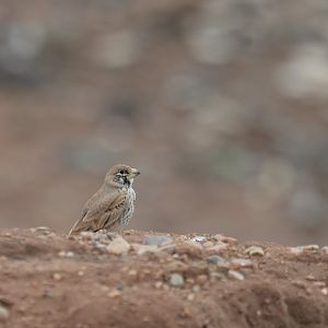 Thick-billed Lark Ramphocoris clotbey