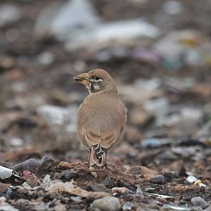 Thick-billed Lark Ramphocoris clotbey